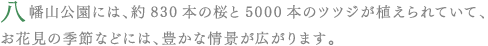 八幡山公園には、約830本の桜と5000本のツツジが植えられていて、お花見の季節などには、豊かな情景が広がります。